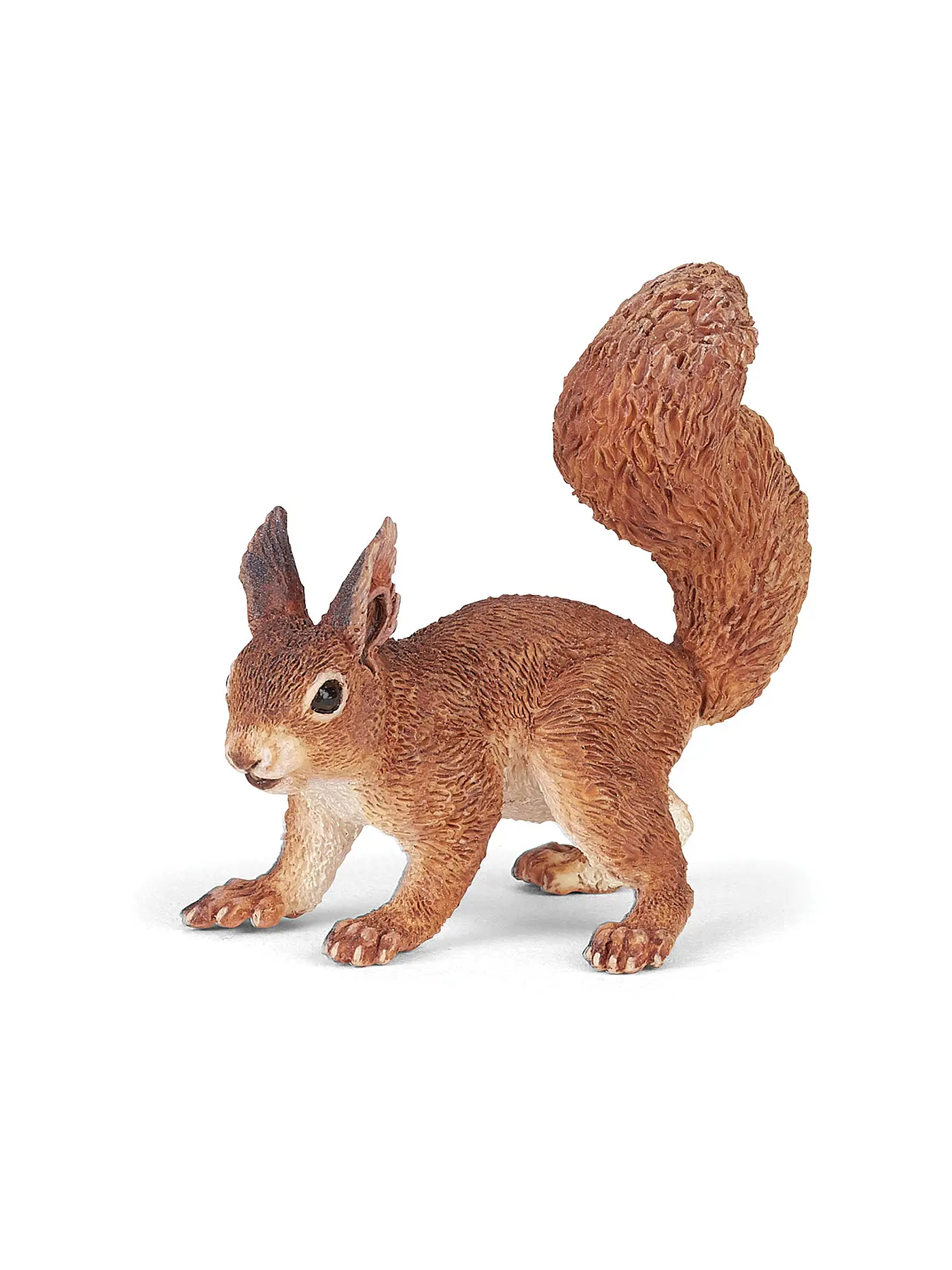 PAPO | Eichhörnchen | 