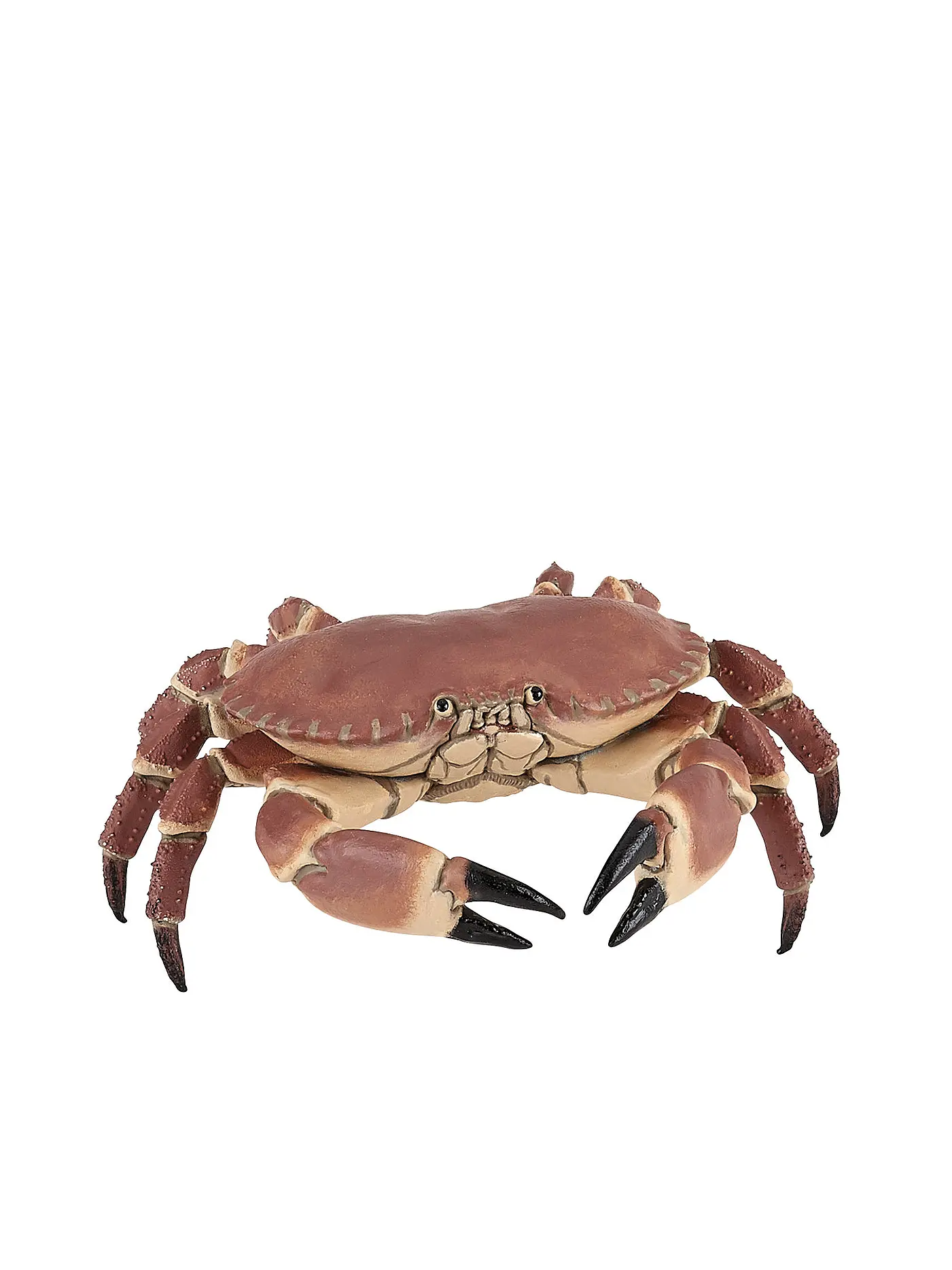 PAPO | Krabbe | 