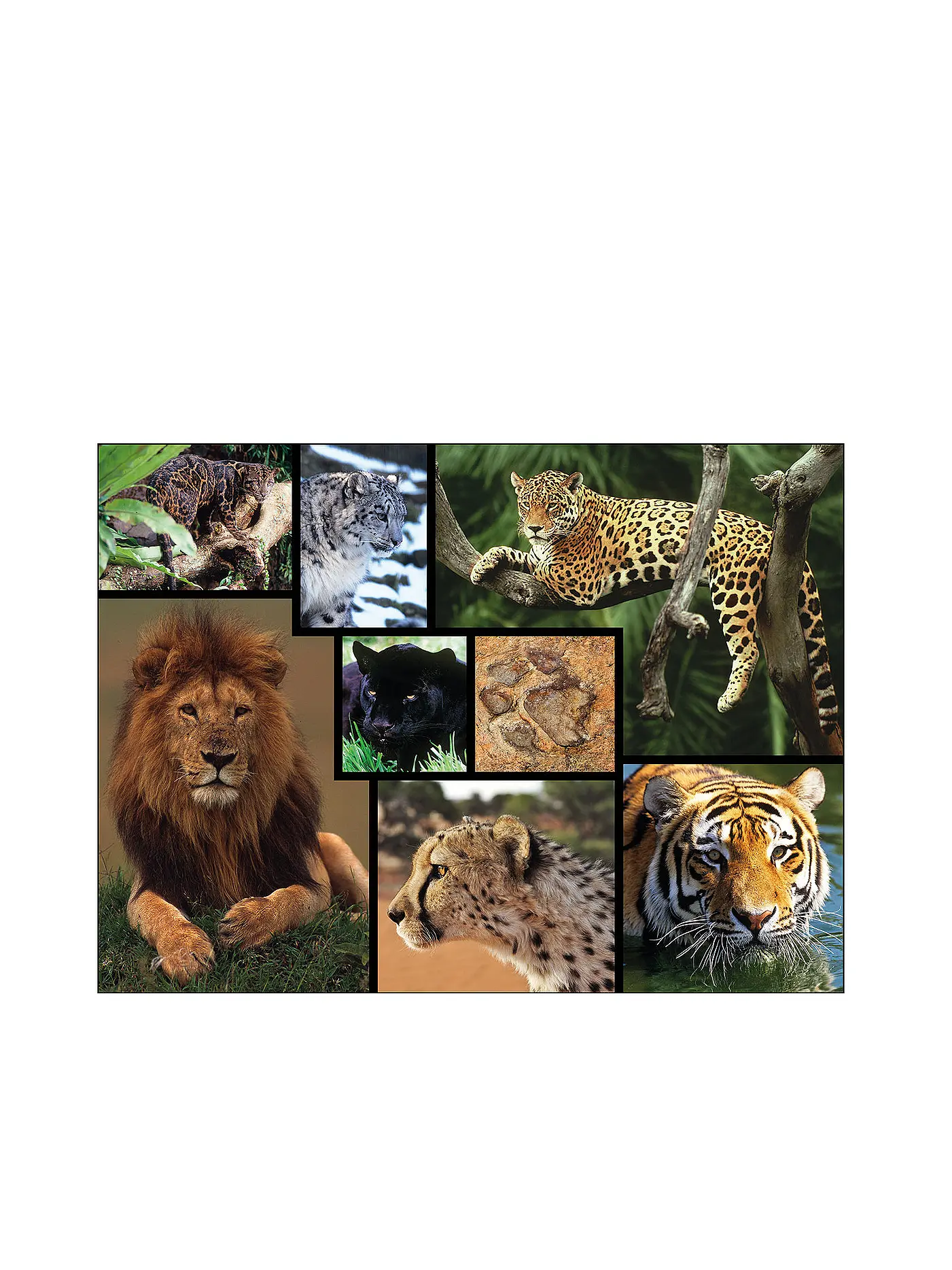 AMBASSADOR | Puzzle - Wildkatzen 1000 Teile | keine Farbe