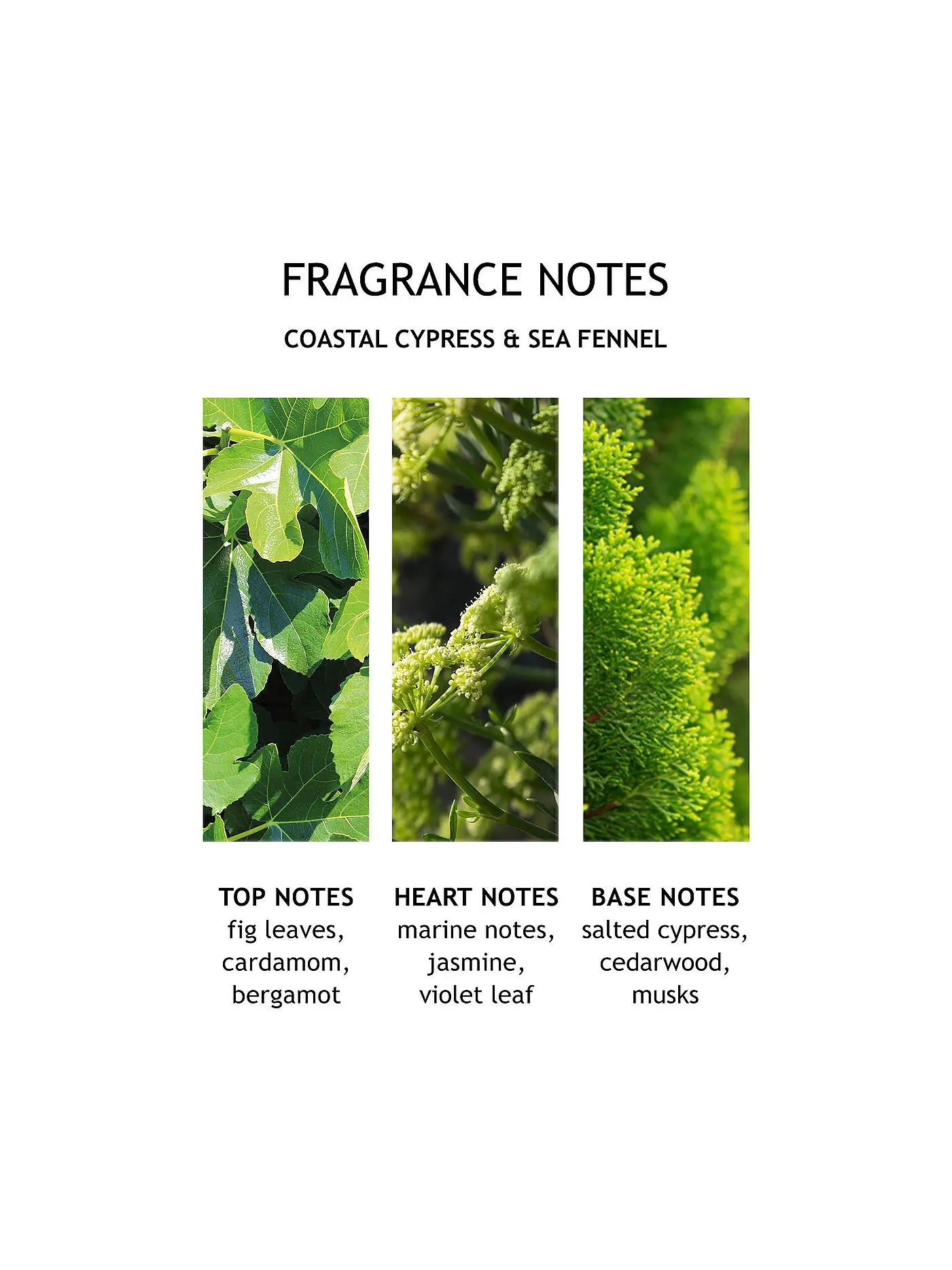 MOLTON BROWN | Coastal Cypress & Sea Fennel Bath and Shower Gel 300ml | keine Farbe