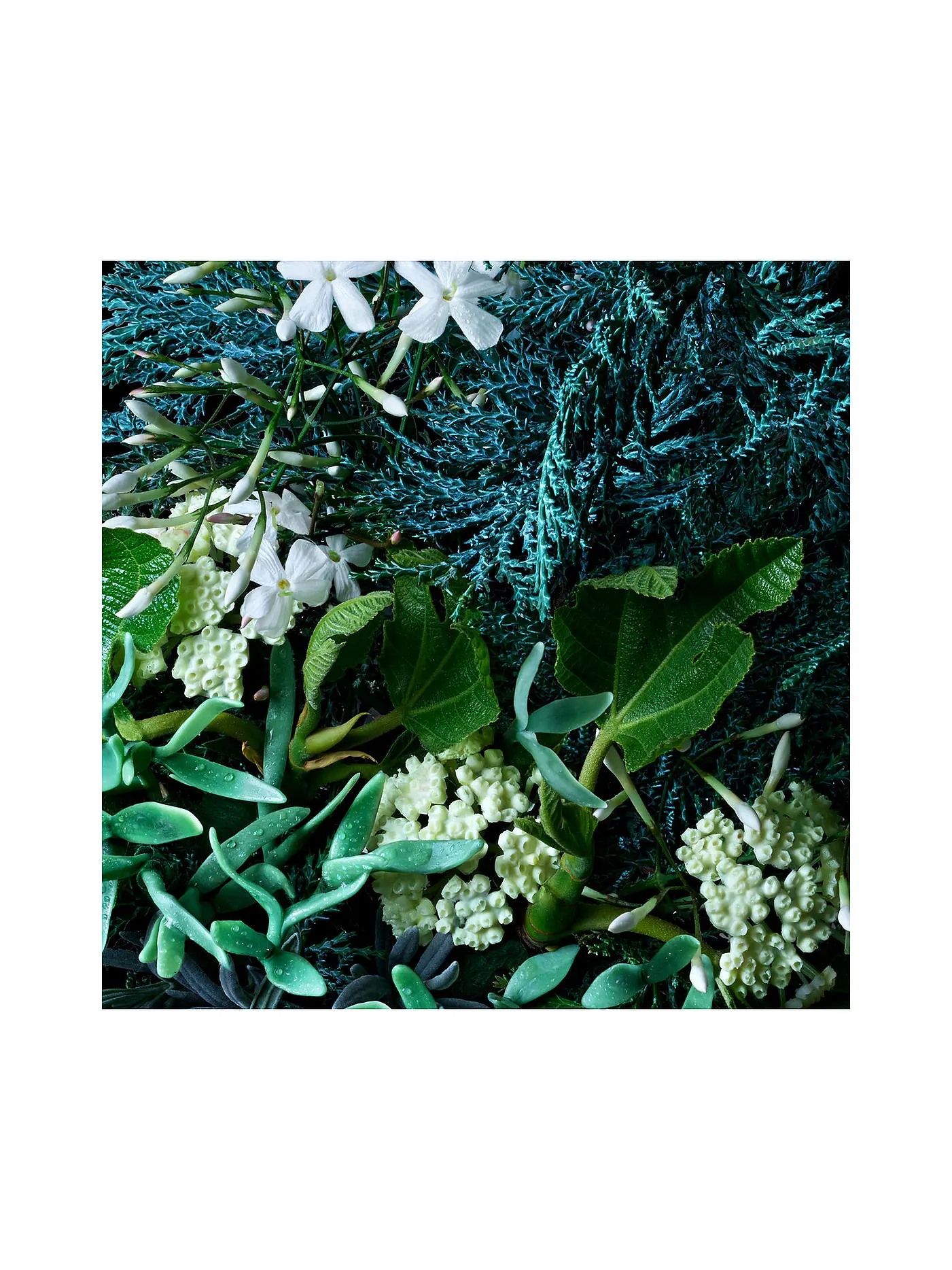 MOLTON BROWN | Coastal Cypress & Sea Fennel Bath and Shower Gel 300ml | keine Farbe
