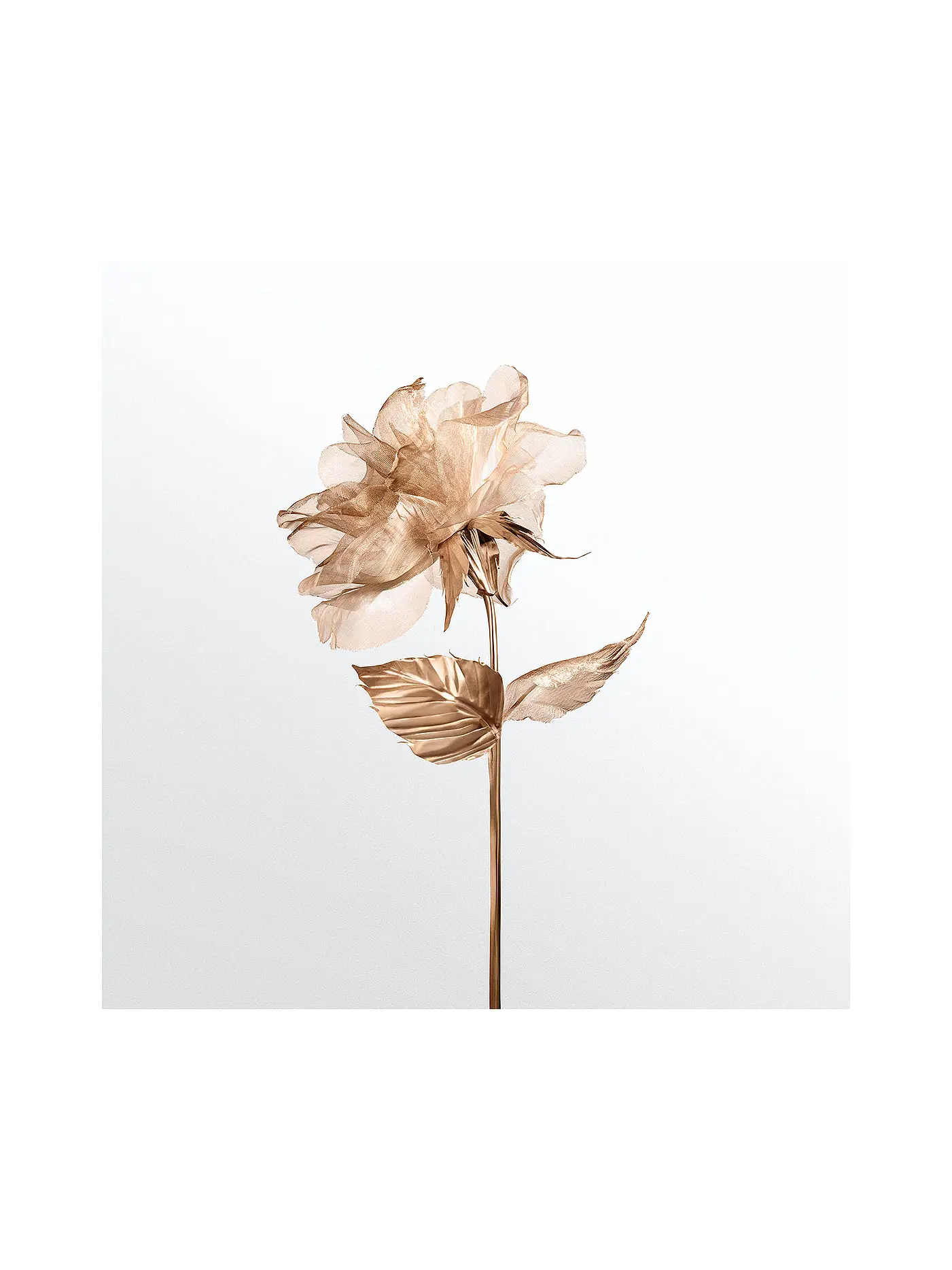 TIFFANY | Rose Gold Eau de Parfum 30ml | keine Farbe