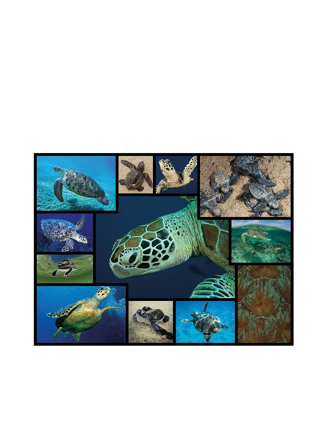 UNIDRAGON | Puzzle - Meeresschildkröten WWF 1000 Teile | keine Farbe